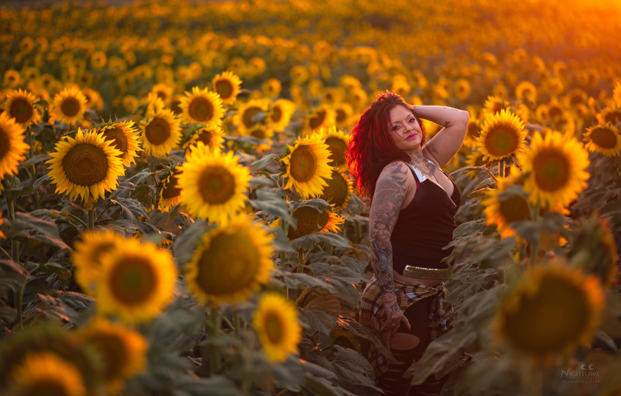 Sunflowers in late summer