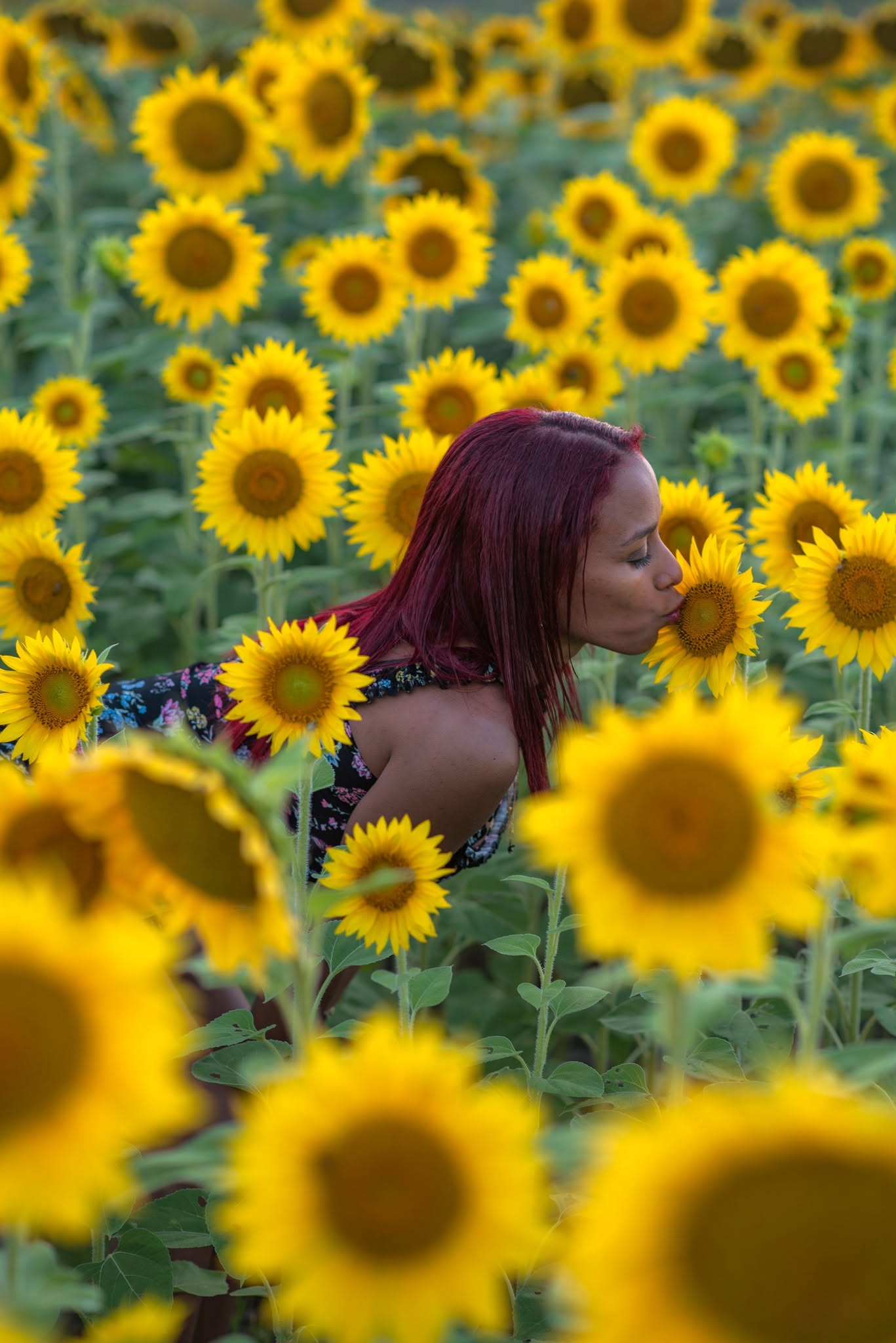 A quiet moment among sunflowers