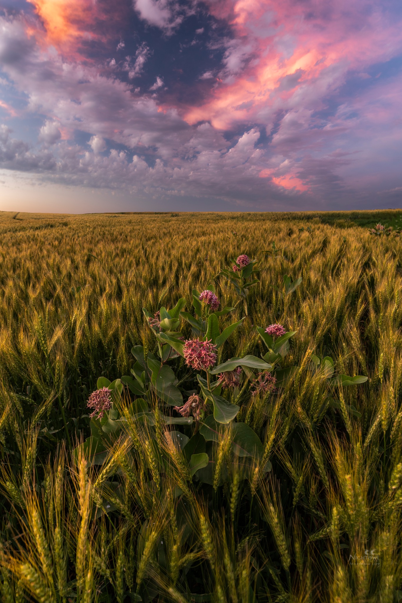 Color settling over the prairie