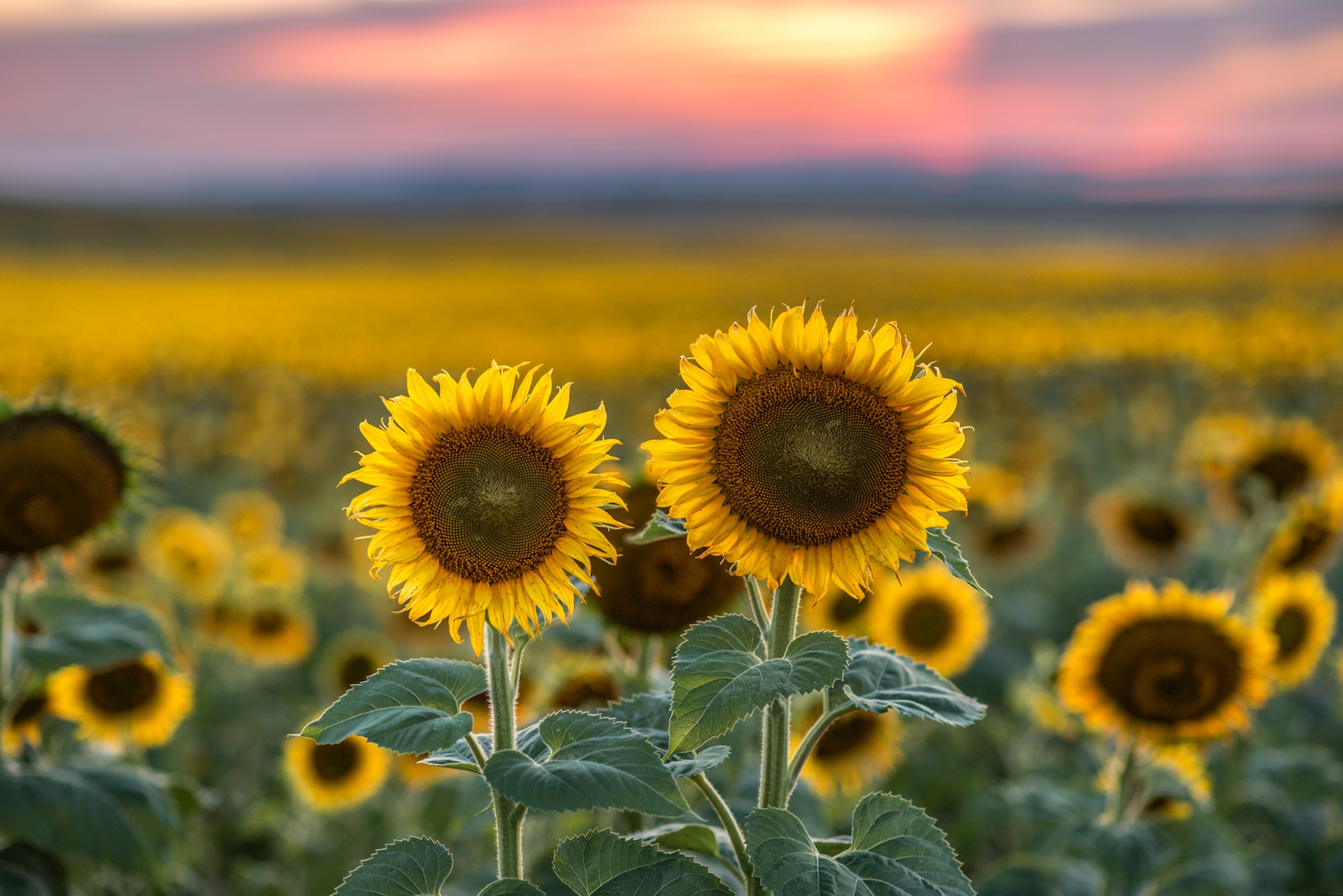 Sunflowers at sundown
