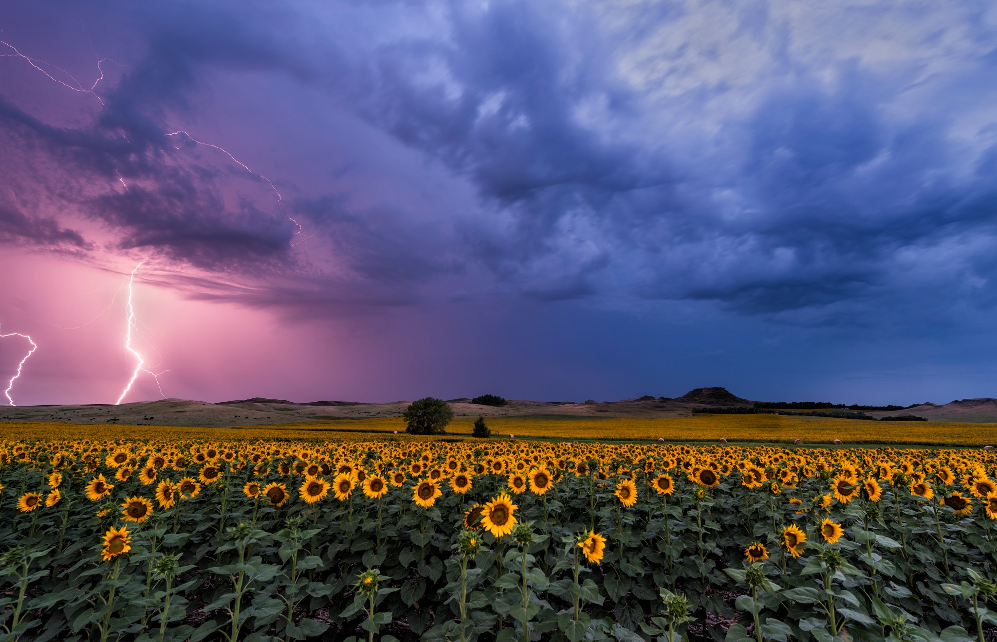 Lightning above the sunflower field