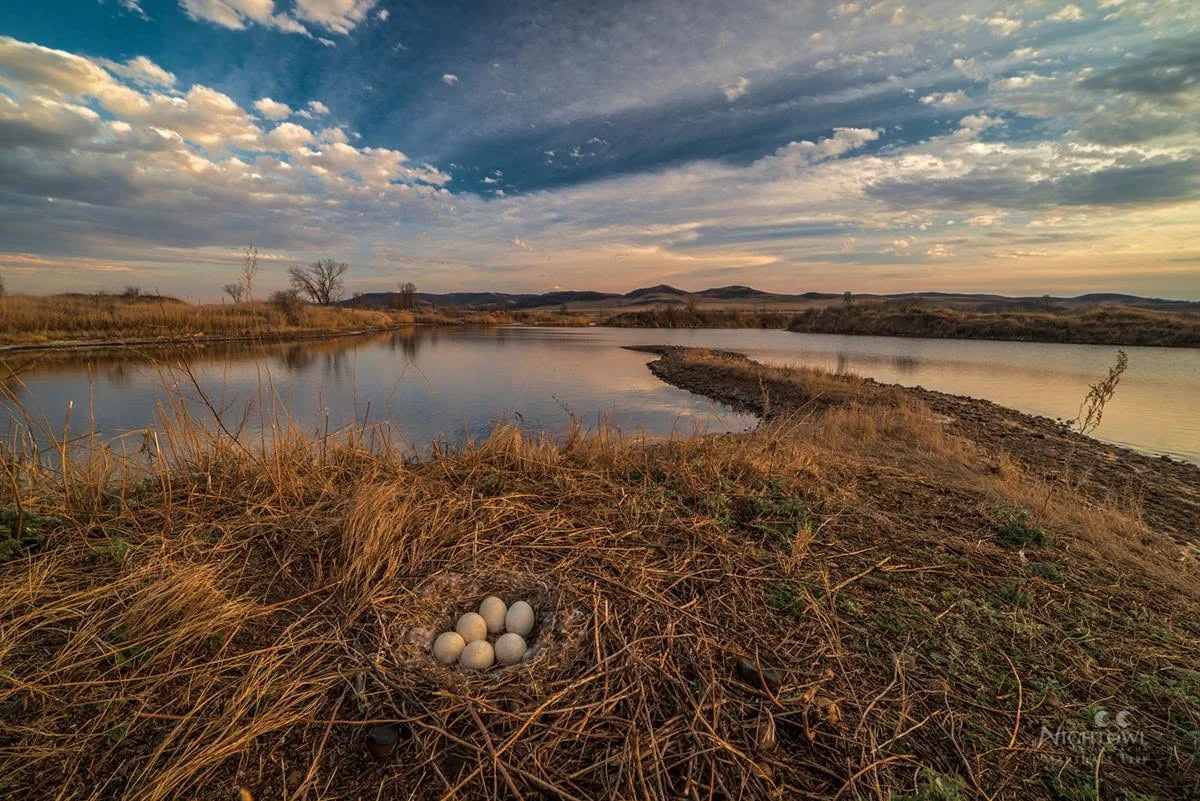 A nest beside the prairie water