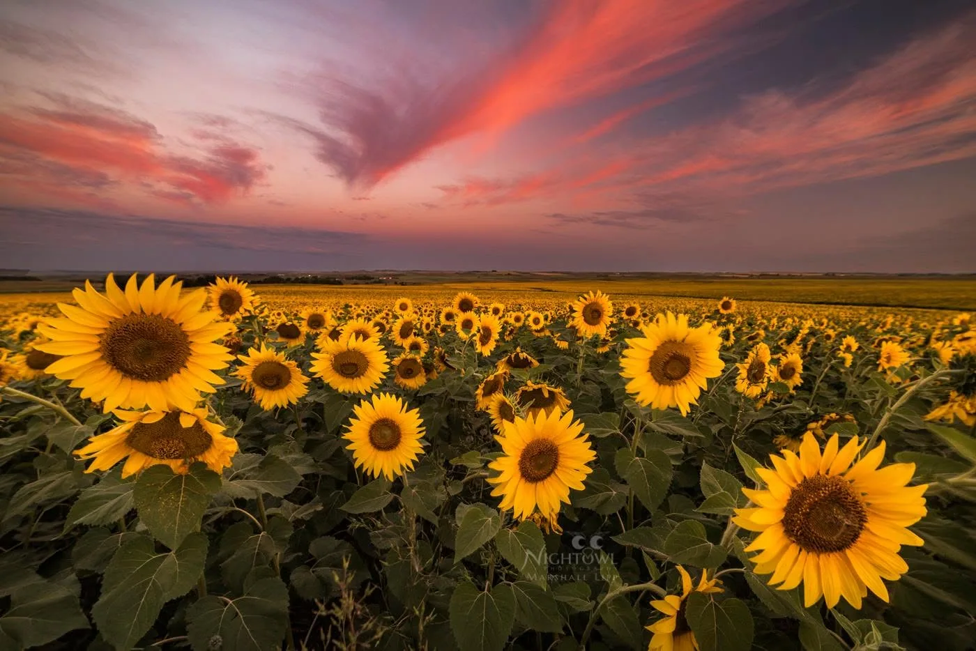Sunflowers beneath an evening sky
