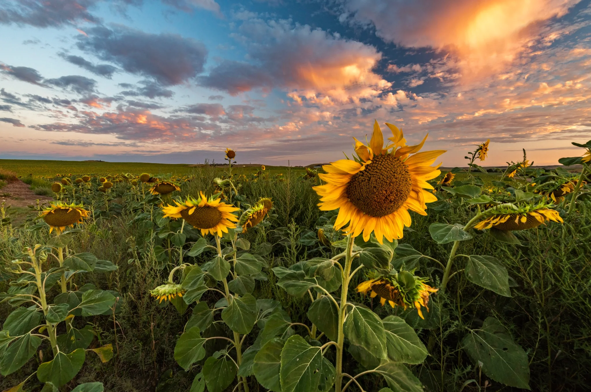 Sunflowers beneath a bright sky