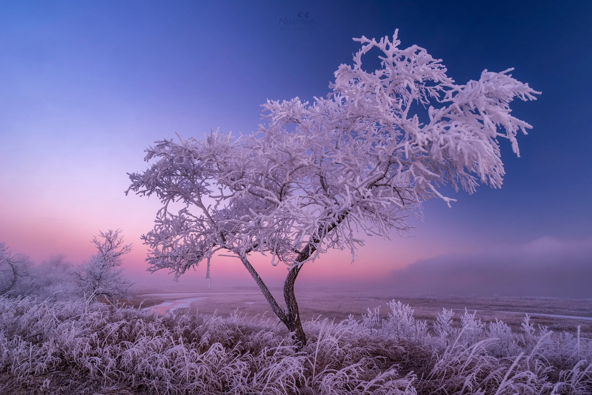 A tree dressed in winter